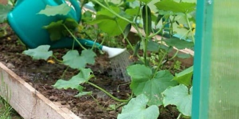 Kako zalijevati krastavce za odličnu žetvu